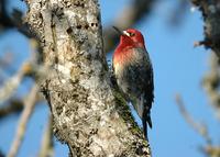 : Sphyrapicus ruber; Red-breasted Sapsucker