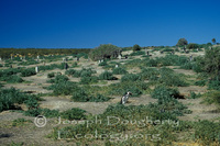 : Speniscus magellanicus; Magellanic Penguin