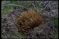 : Tachyglossus aculeatus; Short-nosed Echidna