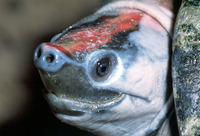 : Callagur borneoensis