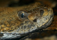 : Crotalus horridus atricaudatus; Canebrake Rattlesnake