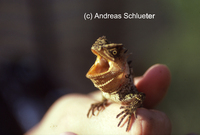 : Enyalioides palpebralis