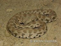 : Macrovipera lebetina obtusa