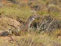 : Varanus giganteus; Perentie