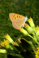 : Lycaena helloides; Purplish Copper;