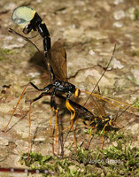 : Megarhyssa atrata; Giant Ichneumon Wasp