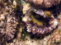 : Actiniaria