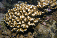 : Pavona maldivensis