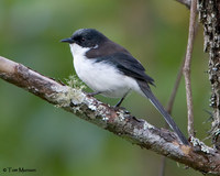 Black-headed  Sibia