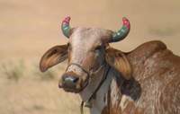 „Indian Cow” 2005. január 6. Sonkhaliya Closed Area