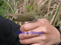 쇠솔새(Arctic Warbler)