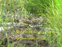 호사도요 Painted snipe