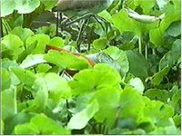 Northern Jacana Foot