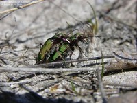 Grøn sandspringer (Cicindela campestris)  Foto/billede af