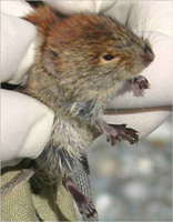 A northern red-backed vole from the Eagle River area.