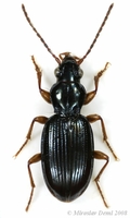 Sinechostictus stomoides