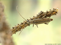 Icosium tomentosum atticum