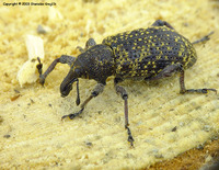 Hylobius excavatus