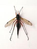 Tanyptera atrata