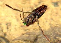 Notonecta glauca - Water Boatman