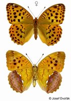 Argynnis laodice - Pallas's Fritillary