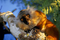 photograph of black lemur: Lemur macao