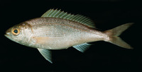 Pristipomoides sieboldii, Lavender jobfish: fisheries, gamefish
