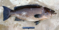 Mycteroperca rubra, Mottled grouper: fisheries