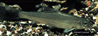 Macrhybopsis storeriana, Silver chub: