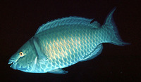 Scarus xanthopleura, Red parrotfish: