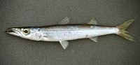 Sphyraena acutipinnis, Sharpfin barracuda: fisheries