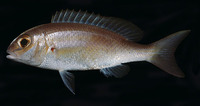 Scolopsis taenioptera, Lattice monocle bream: fisheries