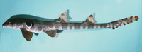 Hemiscyllium trispeculare, Speckled carpetshark: fisheries