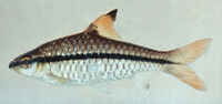 Barbus holotaenia, Spotscale barb: aquarium