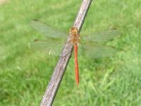 Sympetrum meridionale