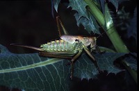 Tettigonia viridissima - Great Green Bush-Cricket