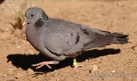 Columba oenas - Stock Dove