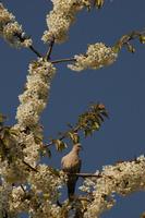 Streptopelia decaocto - Collared Dove