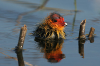 Fulica atra - Common Coot