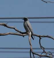 Coracina novaehollandiae - Black-faced Cuckooshrike