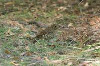 Zoothera lunulata - Olive-tailed Thrush