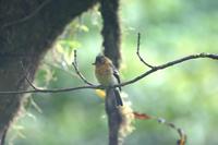 Mitrephanes phaeocercus - Tufted Flycatcher