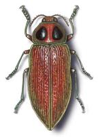 Image of: Euchroma gigantea