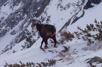 Rupicapra rupicapra - Alpine Chamois