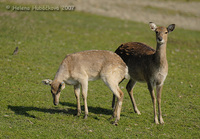 Cervus nippon pseudaxis - Indochinese sika deer