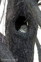 Image of: Athene brama (spotted owlet)