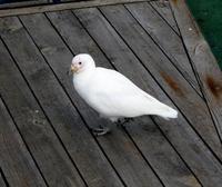 Image of: Chionis albus (snowy sheathbill)