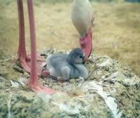 Image of: Phoenicopterus ruber (greater flamingo)