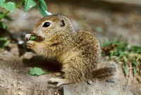 Spermophilus citellus - European Ground Squirrel
