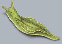 Image of: Elysia viridis